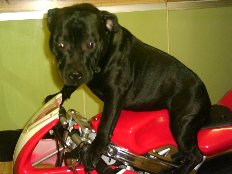 MiniMoto Doggie