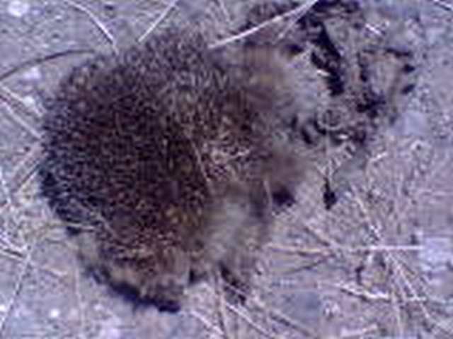 splat