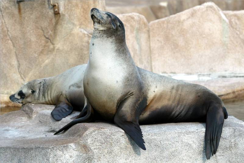 sealboy