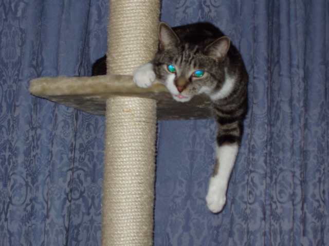 Dudley on his climbing post Dudley on his climbing post