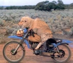 Where's that damn dog........?