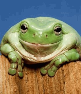 TreeFrogGrinning