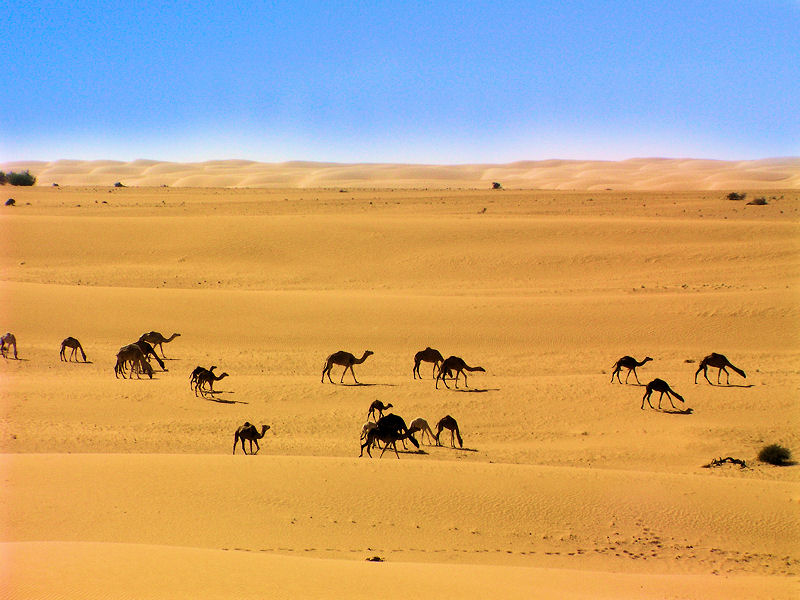 Camels Camels