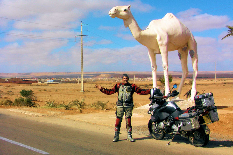 White camel on an Adventure