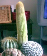 Cactus