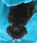 charlie upside down charlie upside down