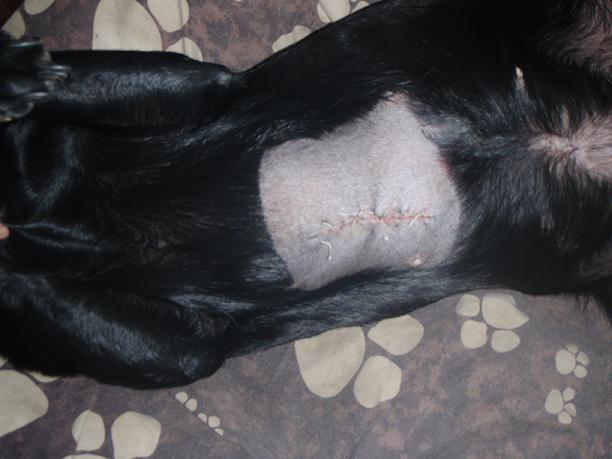 bess scar