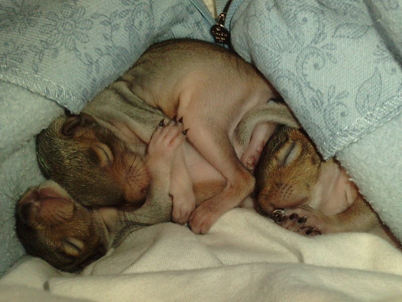 Squirrels!!!