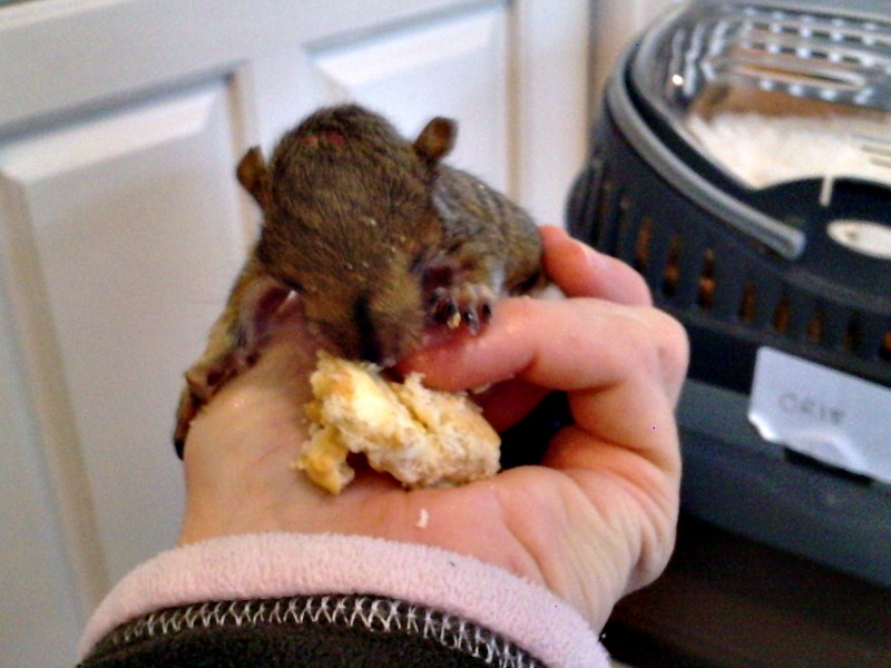 baby's 1st custard creme